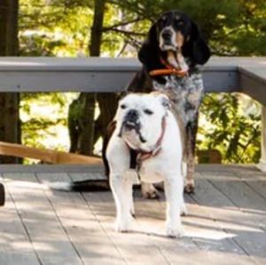 Composite 4 in. Deck Samples